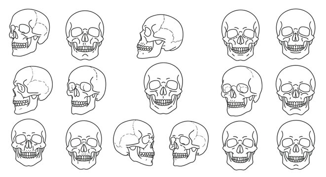 Line Art Skull Illustrations Anatomical Views for Educational & Design Projects