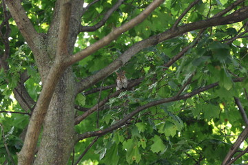 Mother Squirrel on guard duty in green tree branches of Blueberry tree in Queens New York!