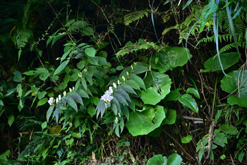 秋の始まりに咲いた山の白花
