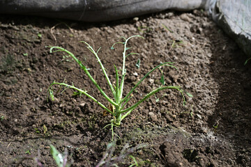 虫に食べられたブロッコリーの苗