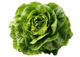 Obraz premium Close-up of a vibrant green lettuce head