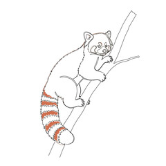 Vector art of line art illustration of a red panda climbing on a tree branch