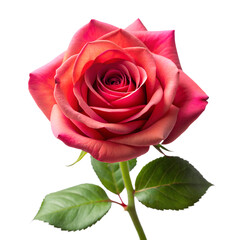 A single vibrant red and pink rose with green leaves on a stem isolated on transparent background