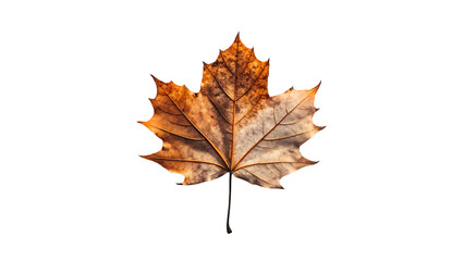 Isolated autumn maple leaf with intricate details and warm earthy tones against a black background creating contrast