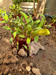 Vibrant beetroot seedlings sprout in rich soil, a symbol of fresh starts and healthy living