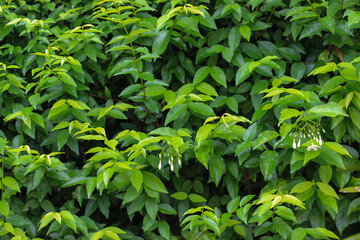 Orange Jasmine, Andaman Satinwood. Fresh green leaves of Orange Jasmine background, cutout of wall of trees in outdoor garden.