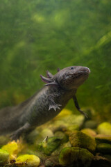 A grey axolotl in an aquarium with green algae on the rocks.
