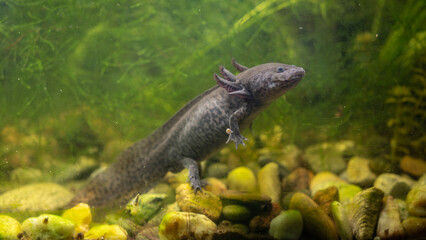 A grey axolotl in an aquarium with green algae on the rocks.
