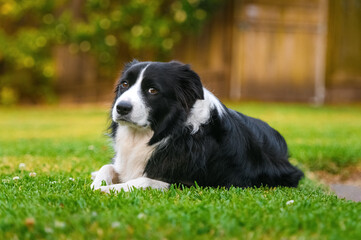 Black and White Border Collie in Soft Evening Light
