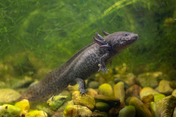A grey axolotl in an aquarium with green algae on the rocks.
