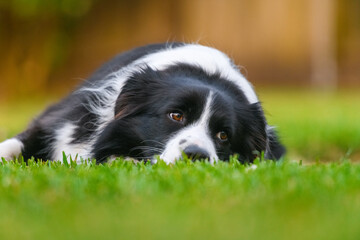 Black and White Border Collie in Soft Evening Light