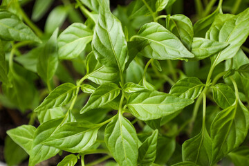bright green leaves of young pepper plants