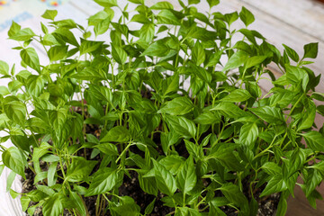 Growing pepper seedlings at home in a large container
