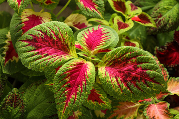 bright tricolor coleus (lat. Coleus) against a background of other multi-colored leaves