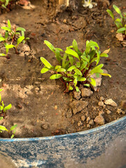 Watch vibrant beetroot sprouts grow strong in rich soil under the warm sunlight