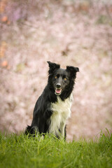 Spring portrait of dog in nature. He is so cute in the nature. He has so lovely face	