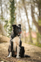 Spring portrait of dog in nature. He is so cute in the nature. He has so lovely face	