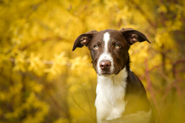Spring portrait of dog in nature. He is so cute in the nature. He has so lovely face	