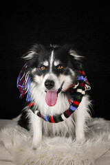 Fototapeta premium Border Collie wearing colorful knitted scarf sitting on fluffy blanket, studio portrait.