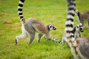 Obraz premium Ring-tailed lemur (Lemur catta) standing alert on green grass.