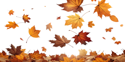 Autumn Maple Leaves Falling Brown and Orange Hues with a Black Background Dramatic Season Change