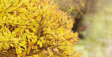 Golden bush with bright yellow autumn leaves against a soft blurred background. Seasonal fall...