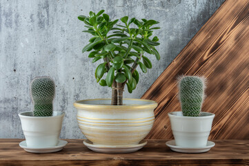 Collection of succulent houseplants on wooden shelf.