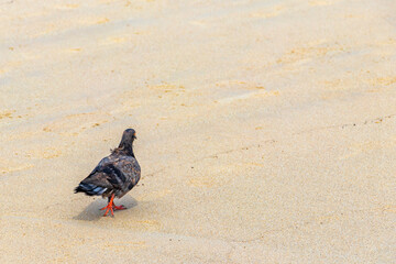 Pigeon searching for food on beach sand in Phuket Thailand.