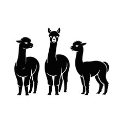Fototapeta premium A stylish collection of three black alpaca silhouettes, featuring minimalist vector graphics of the charming camelid animals in various standing poses