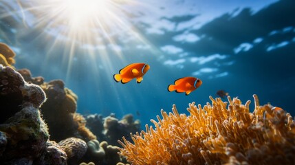 Obraz premium Colorful clownfish swimming among coral reefs underwater paradise marine life photography vibrant environment natural habitat ocean exploration
