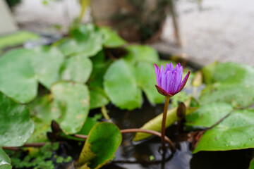 Close-up of a beautiful blooming purple lotus flower.