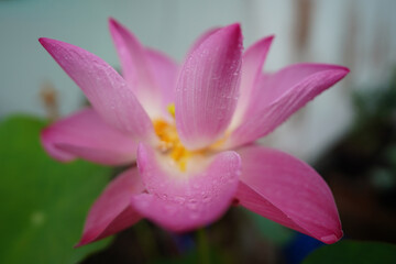 Naklejka premium Pink lotus flowers are blooming. Beautiful pink lotus flower in full bloom.