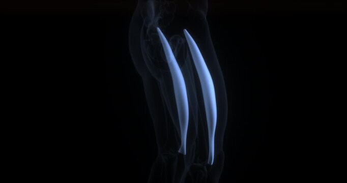 Rectus femoris muscle in human body. X Ray. Loop