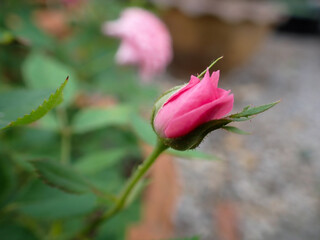 Obraz premium One beautiful pink rose. Close-up of a pink rose.