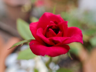 beautiful fresh red rose flower 1. The Beauty Red Rose.