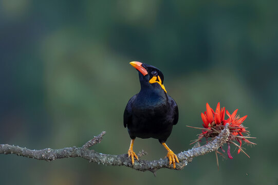 Common Hill Myna (Gracula religiosa) perched on a tree branch in tropical forest, glossy black bird with yellow wattles, exotic wildlife of Bangladesh, close-up nature photography