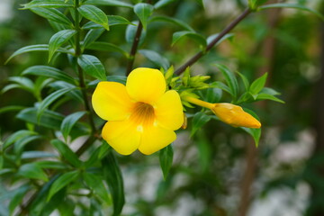 Bright Yellow Allamanda Flower and Bud