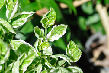 Euphorbia tithymaloides, Euphorbia tithymaloides L or Zigzag Plant or EUPHORBIACEAE