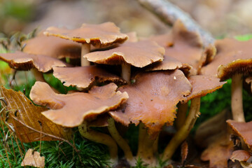 A close-up shot displays a cluster of autumn mushrooms with broad, brown caps and wavy edges, growing on a bright green mossy carpet. The caps have a rich texture and create a deep, detailed image of 