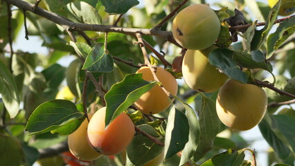 Persimmons Tree Ripening: Unripe fruits hang on a branch among green leaves, maturing in sunlight during autumn.
