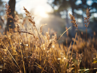Fototapeta premium Warm sunlight shining over tall wild grasses in a sunlit meadow