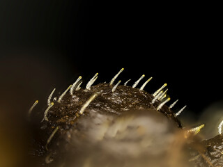 Pillenwerfer, Pilobolus kleinii