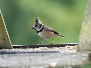Haubenmeise, Lophophanes cristatus