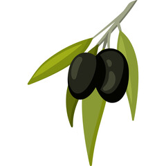 Two Ripe Black Olives Hang on a Branch with Green Leaves Against a Transparent White Background Vector Illustration