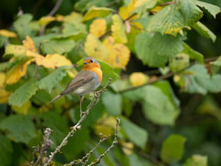 Rotkehlchen, European robin