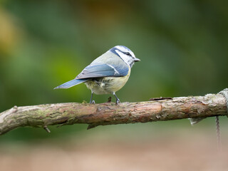 Blaumeise, Cyanistes caeruleus