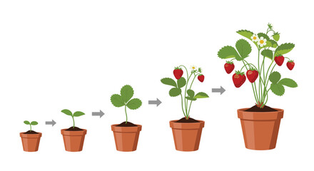 Fototapeta premium Illustration of the life cycle of a strawberry plant from seedling to mature fruit bearing.