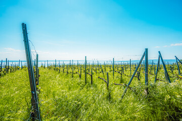 Obraz premium Hiking view from hill Badacsony, the highest mountain in the Tapolca basin near Lake Balaton near Badacsonytomaj. Wine region