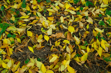 Autumn background texture under the tree.
