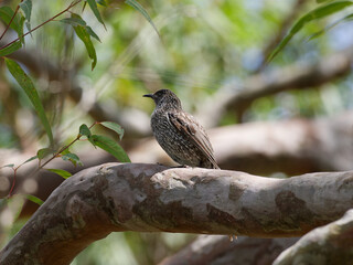 Little Wattlebird (Anthochaera chrysoptera) perched on a tree branch  with bokeh background